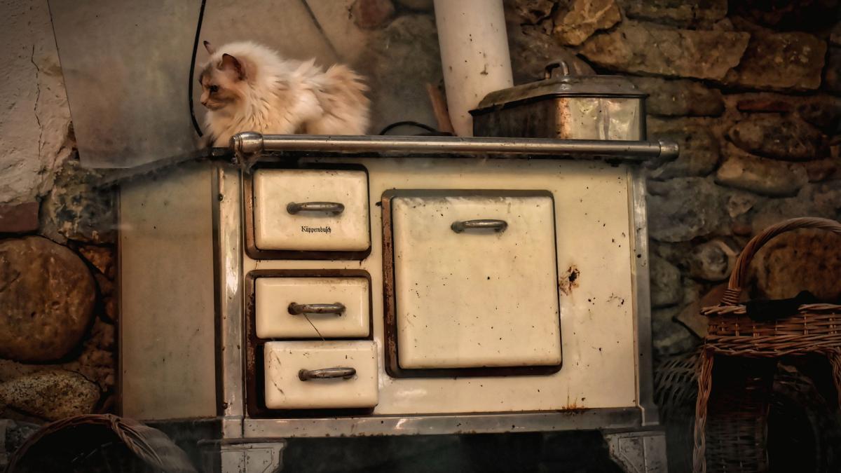 bradul-din-rasnov-va-fi-transformat-in-lemne-pentru-foc_46425700