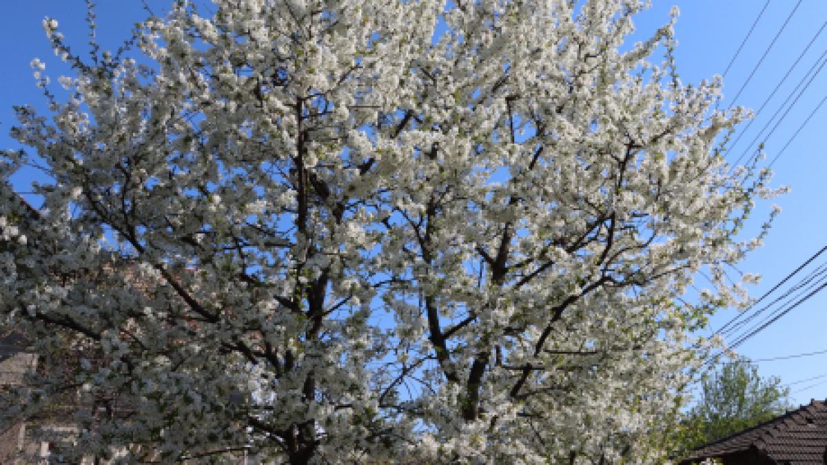 meteo_prognoza_4_saptamani_crisan_84956100