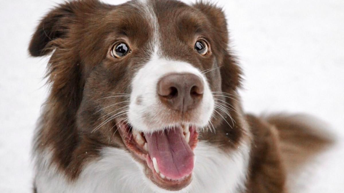 border_collie_caine_rasa_ciobanesc_record_27588200