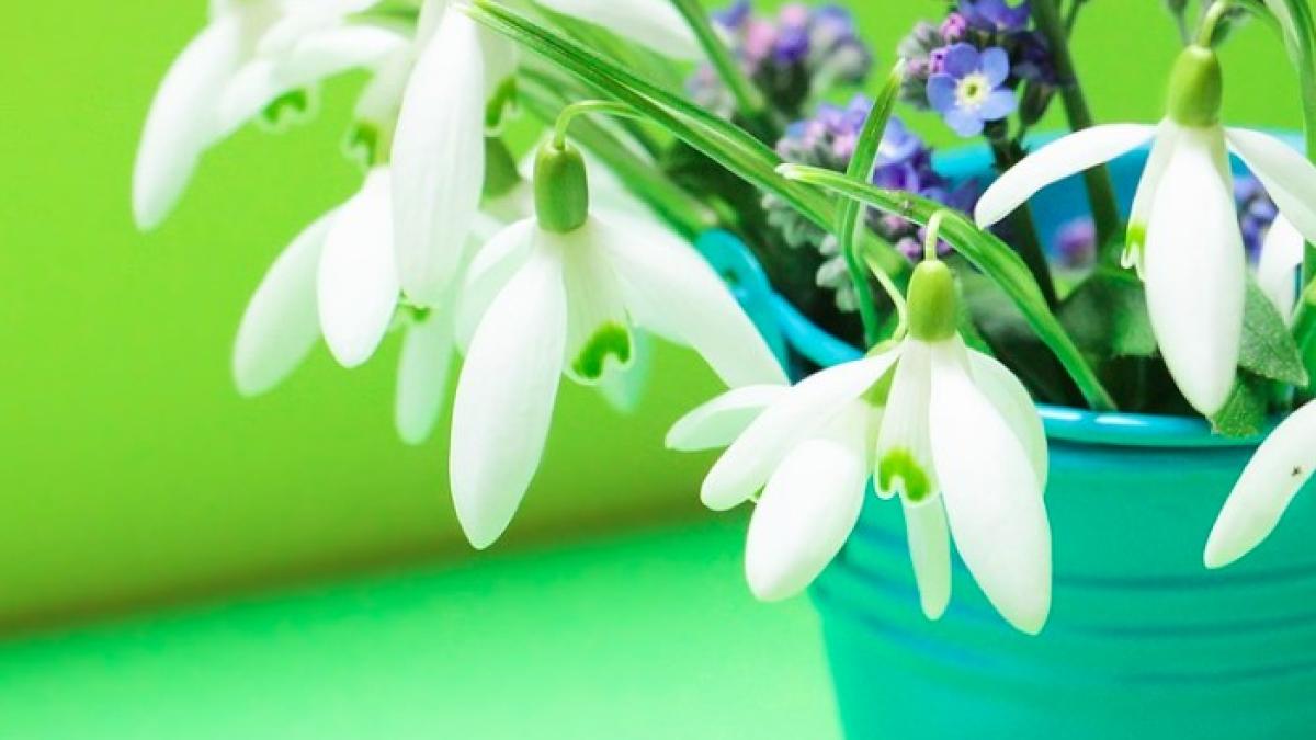 femeia_care_vindea_ghiocei_a_fost_incatusata_38119000