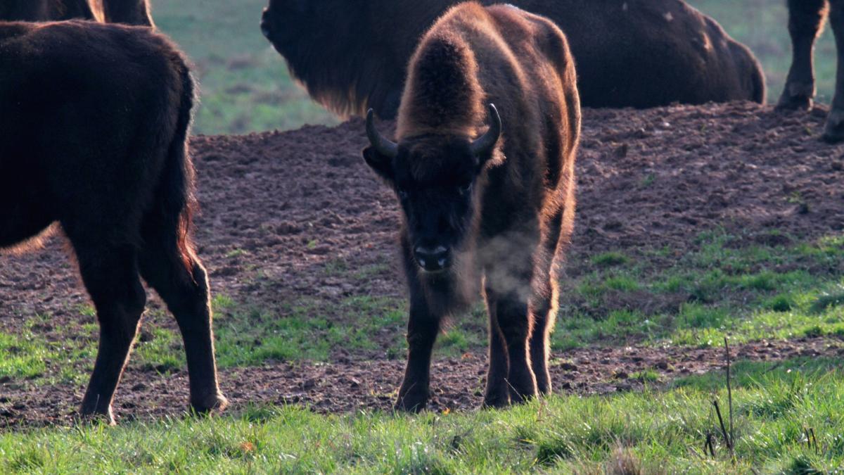 parcul-natural-vanatori-neamt-pui-de-zimbru_33912300