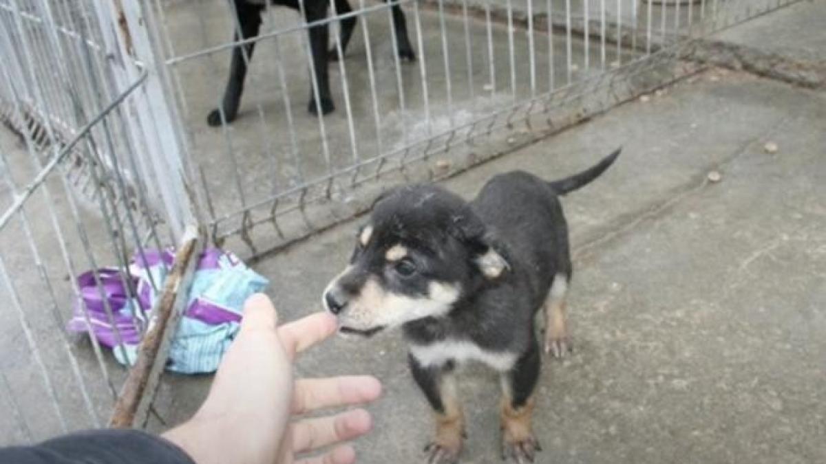 caini-odai-adapost-romprest-foto-captura-video-youtube-caini-odai_68541000