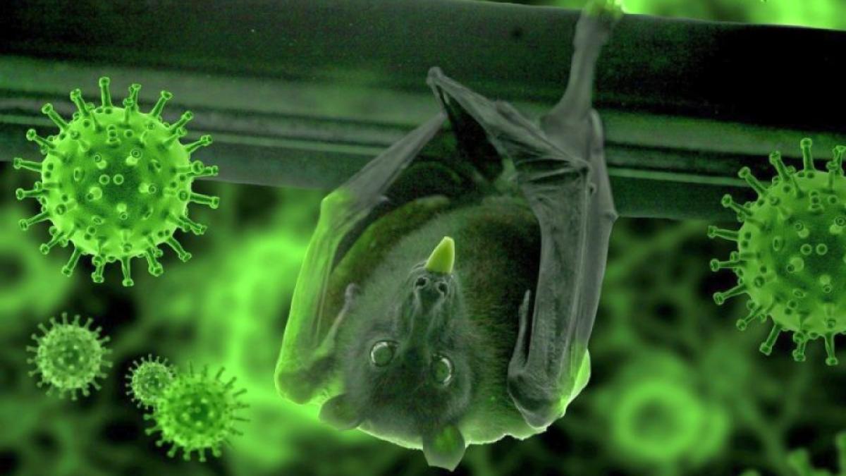 lilieci-virusuri-coronavirusuri-foto-pixabay_98579500_82188400