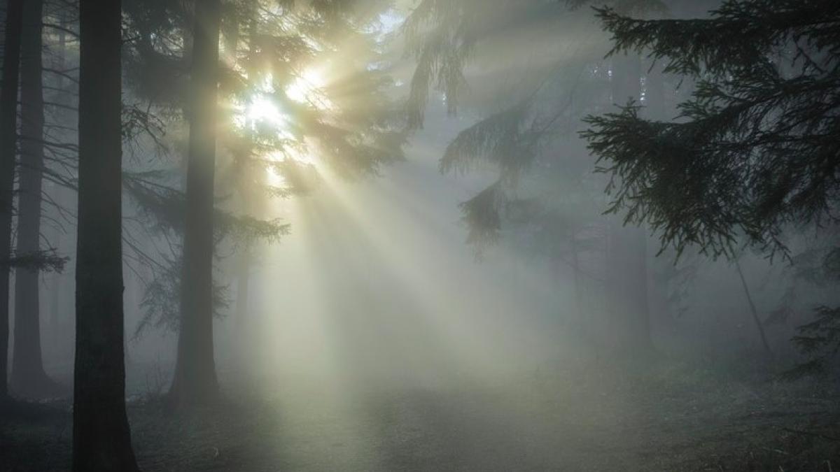 padurar_padure_batut_53483800