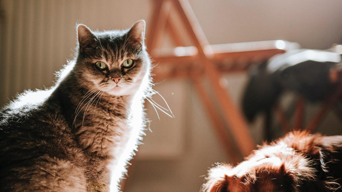 caini-si-pisici-testati-pentru-covid_19713700