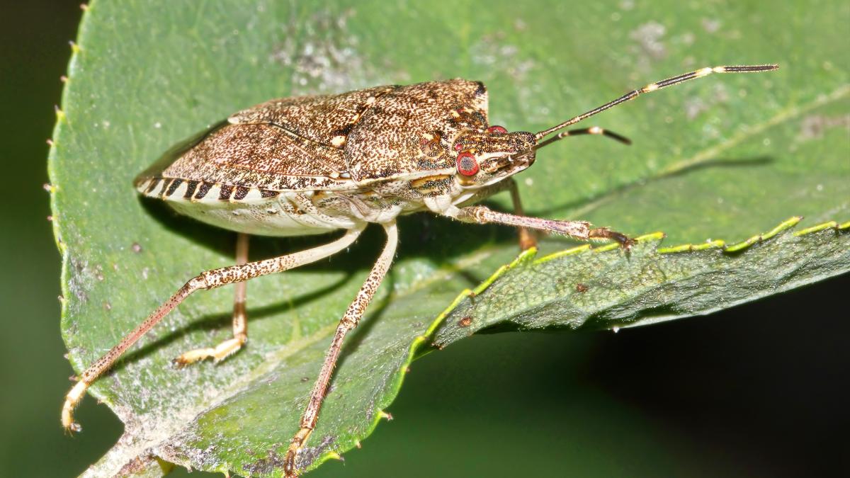 gandaci-puturosi-locuinte-invazie-cum-scapi_18935900