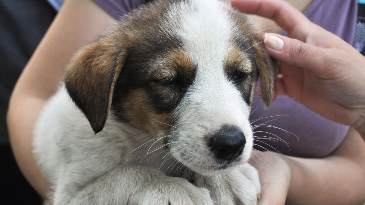 caine_help_labus_galati_fb_64665300