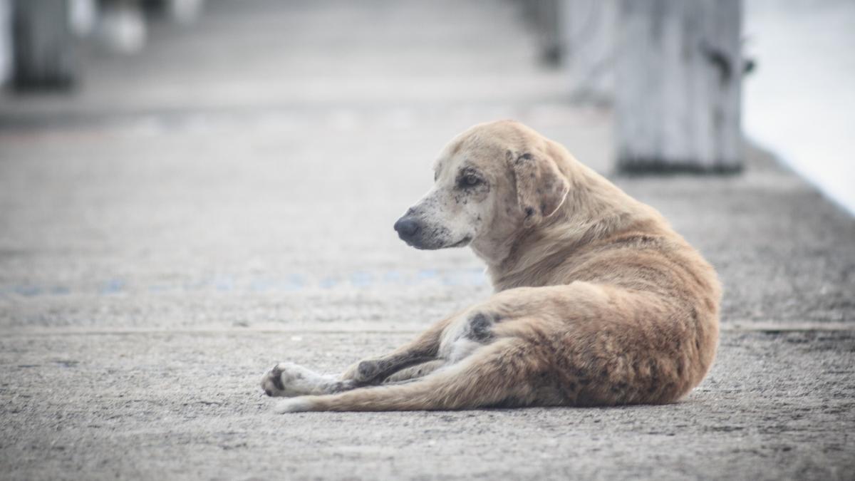 caine-tarat-pe-strada-moldova_77861700