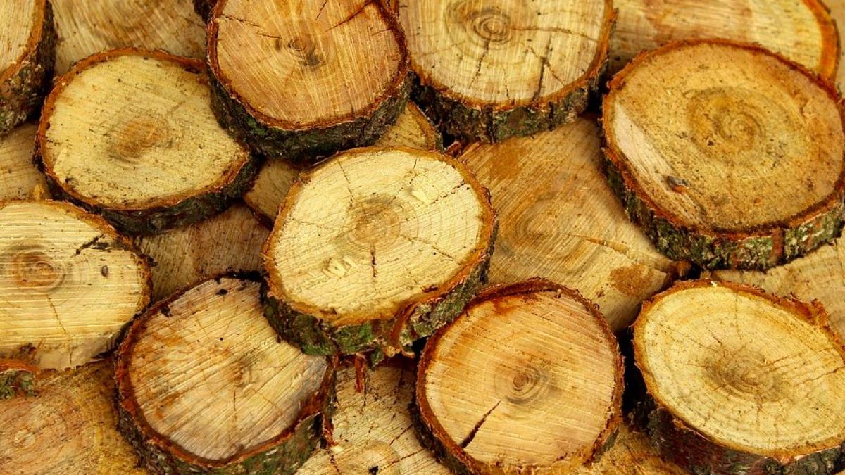 lemn_furat_primar_vladesti_83961300