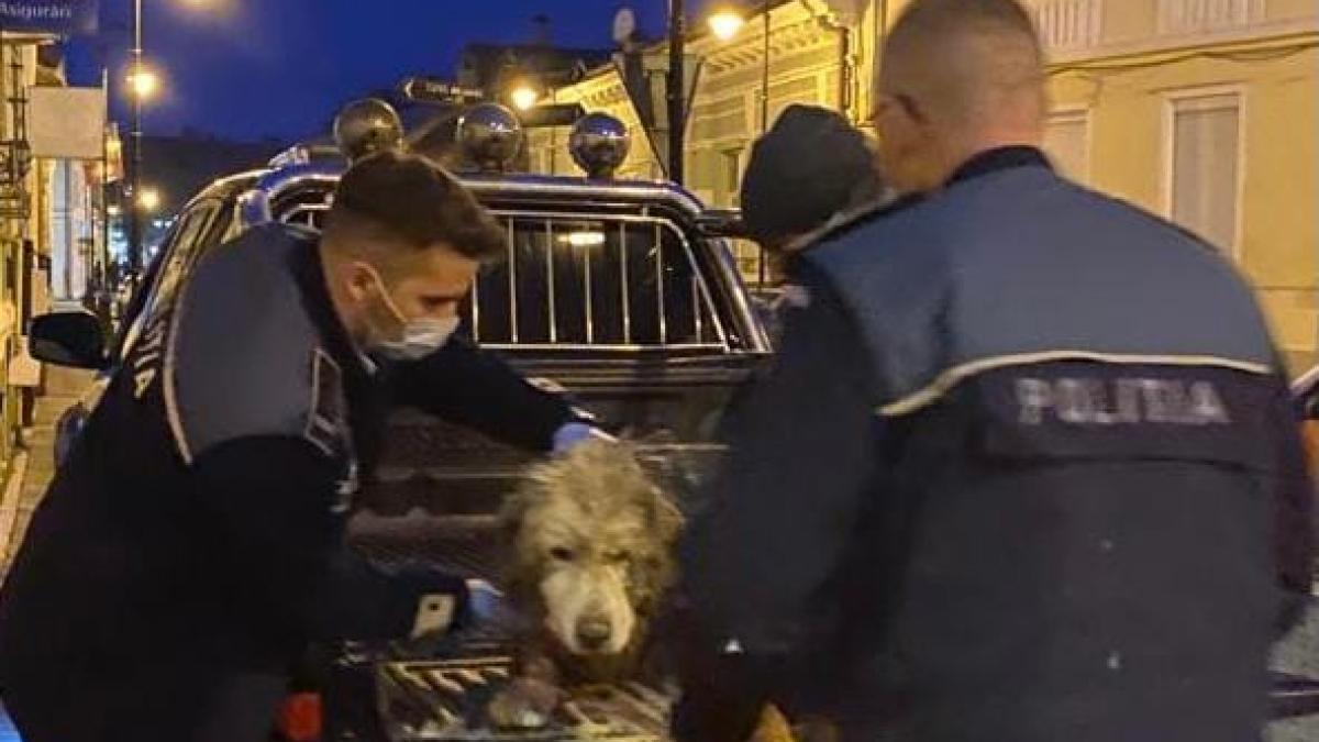 mai_caini_loviti_ger_politie_fb_07810800