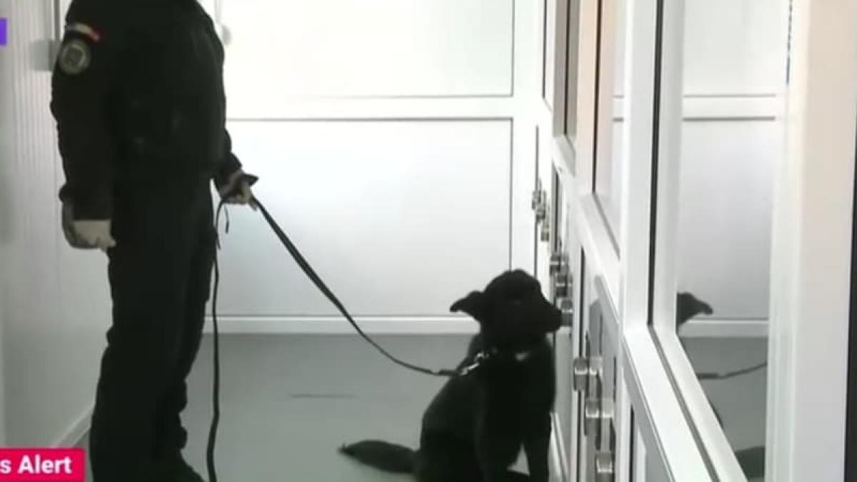 caini-antrenati-sibiu-covid_54787200