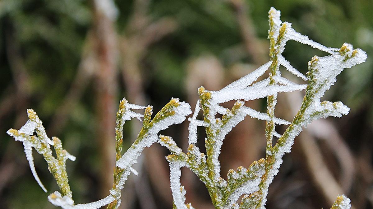 indice_racire_stanca_stefanesti_97947400