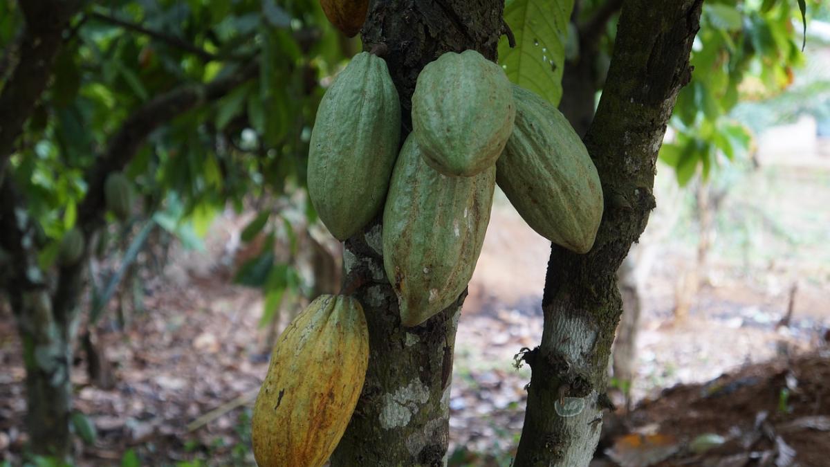 copii_tinuti_sclavi_plantatie_cacao_96072500