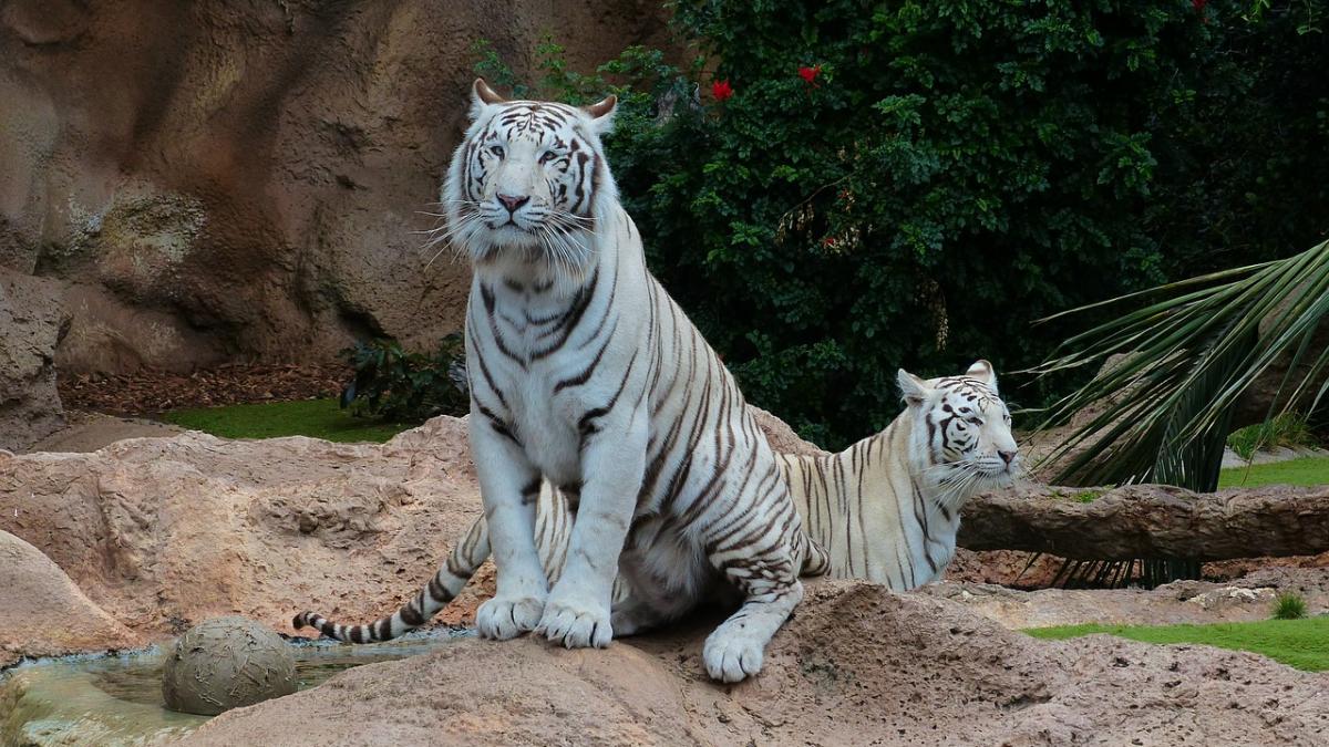 doi_pui_tigru_alb_morti_covid_pakistan_05886700