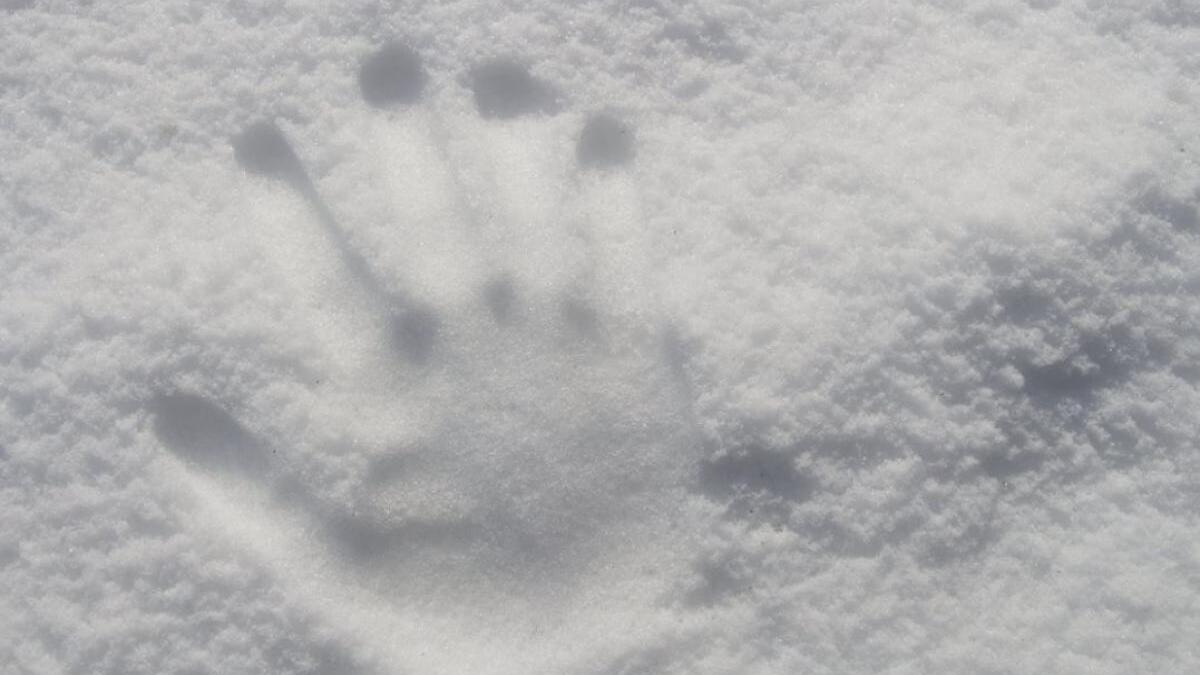 o-ninsoare-apocaliptica-a-ingropat-moscova-sub-56-de-centimetri-de-zapada---video_57366500