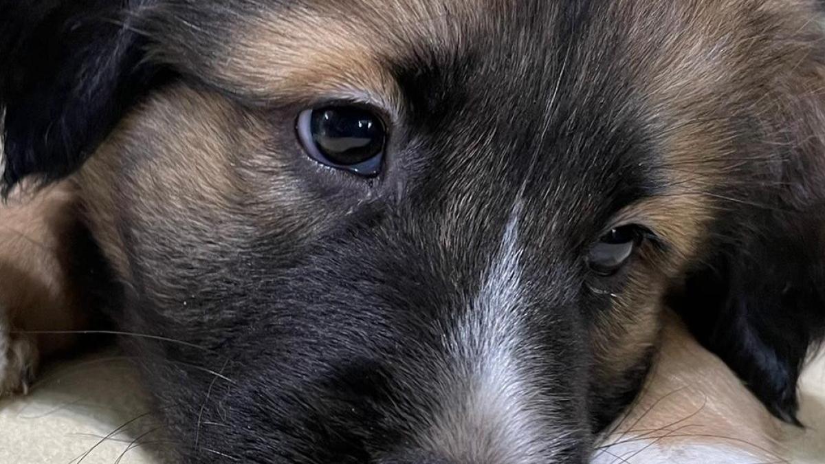 caini-pentru-adoptie--cinci-blanosi-asteapta-sa-isi-gaseasca-o-familie-iubitoare-galerie-foto-10_48081000