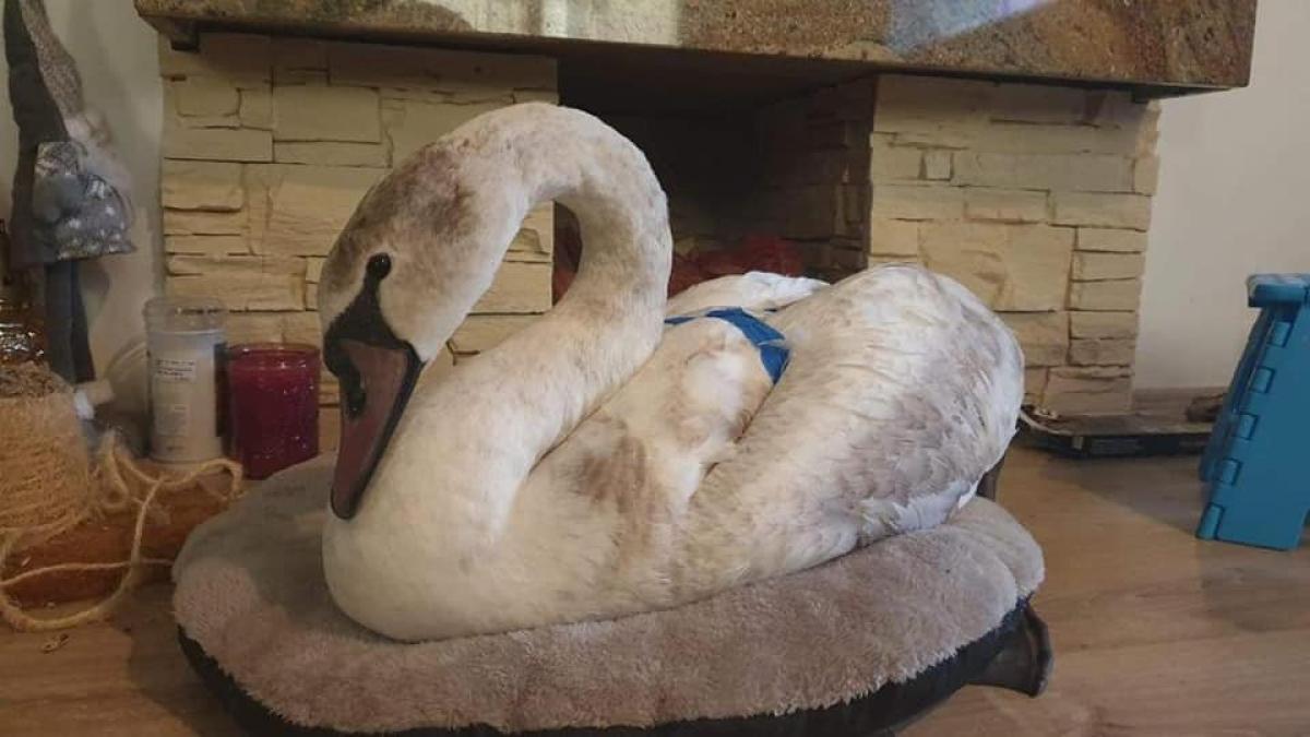 lebada-salvata-isu-suceava_94755300