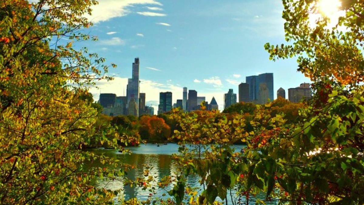 central_park_amy_cooper_new_york_rasism_24500100