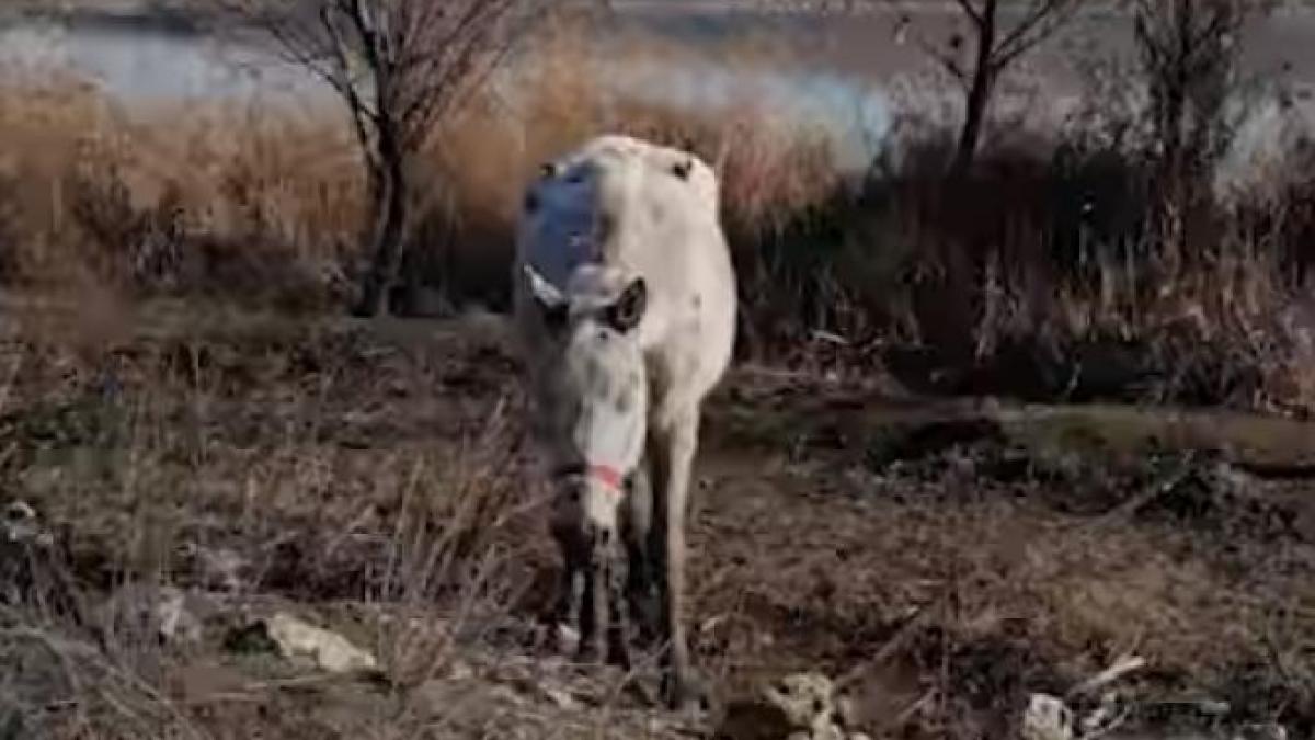 cai-maltratati_98760300