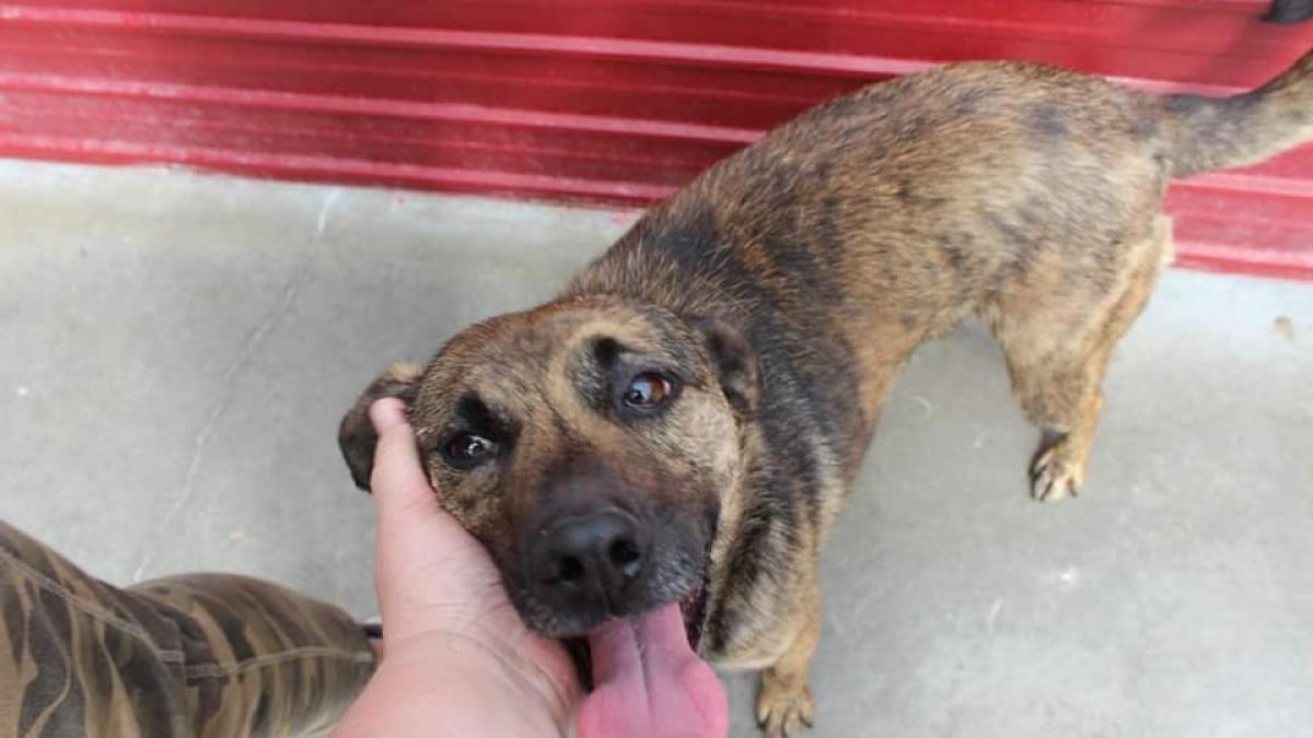 caini-pentru-adoptie--dragoste-neconditionata-pentru-o-familie-iubitoare--copiii-vor-avea-in-el-cel-mai-bun-prieten-galerie-foto-10_88293700