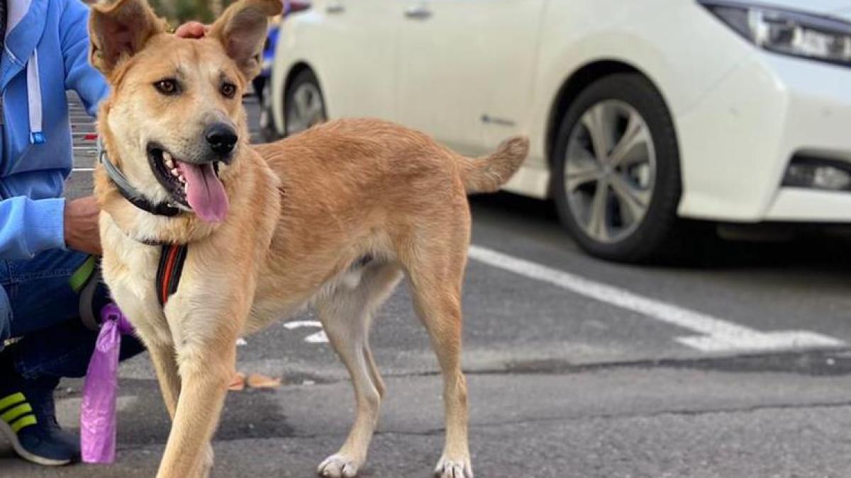 caini-pentru-adoptie--ofera-o-sansa-unor-suflete-nevinovate-trei-inimioare-te-asteapta-galerie-foto-3_57243800