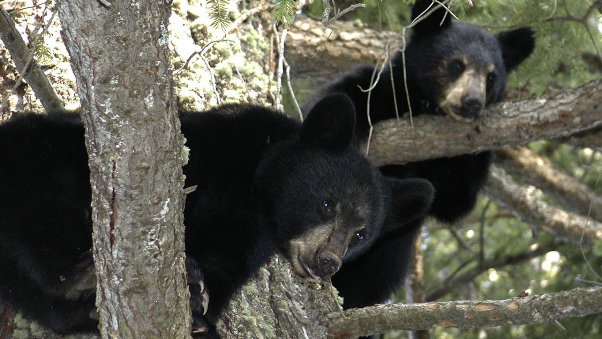 pui_urs_aruncati_barlog_zapada_marius_marinescu_pixabay_68372000