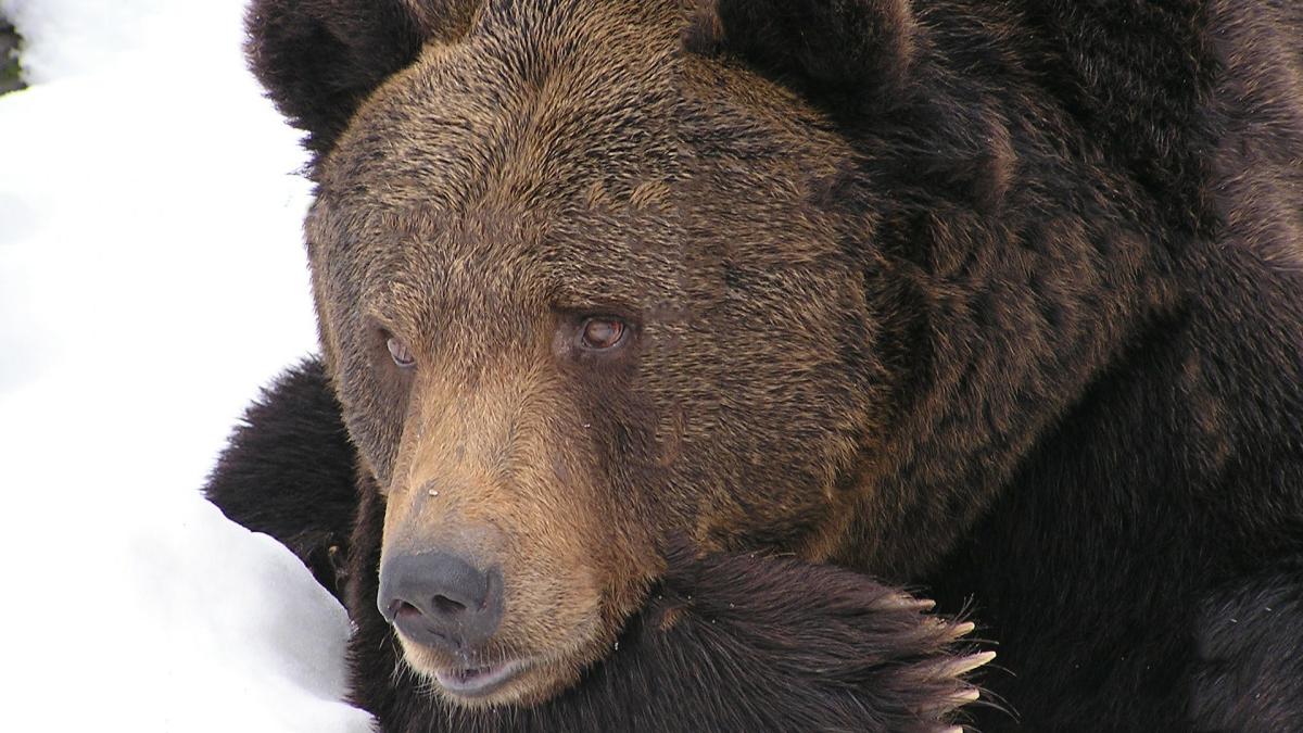 ro-alert-iprc-ccprc-82n-predeal--un-urs-a-speriat-turisprc-ccprc-a6tii-de-pe-paprc-ccprc-82rtia-sub-teleferic_64331900