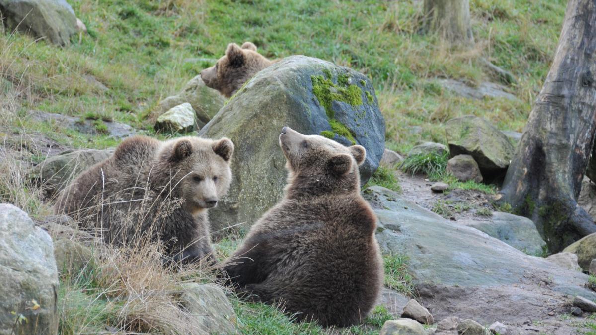 ursuleti-scosi-din-barlog-si-aruncati-in-zapada--stadiul-anchetei--animalele-nu-au-fost-gasite_05906000