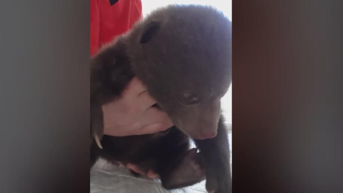 pui-de-urs-salvat_74885500