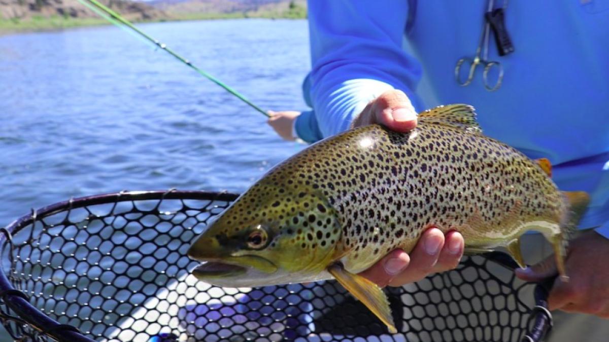 pesti_apa_dulce_disparitie_34823400