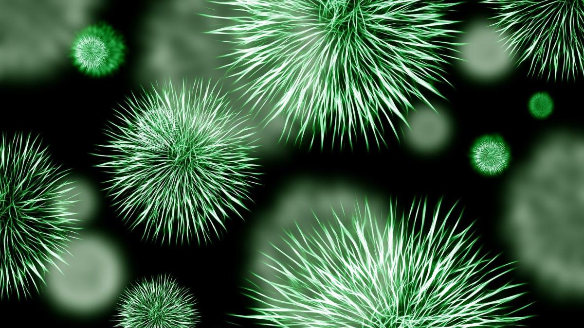 virusul-nipah-ameninta-omenirea-cu-o-noua-pandemie-oms-face-precizari_20883800