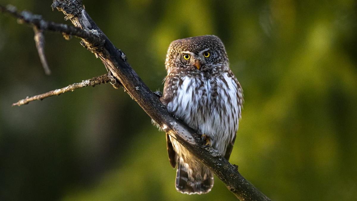 ciuvica_surprinsa_imagini_bucovina_11997500