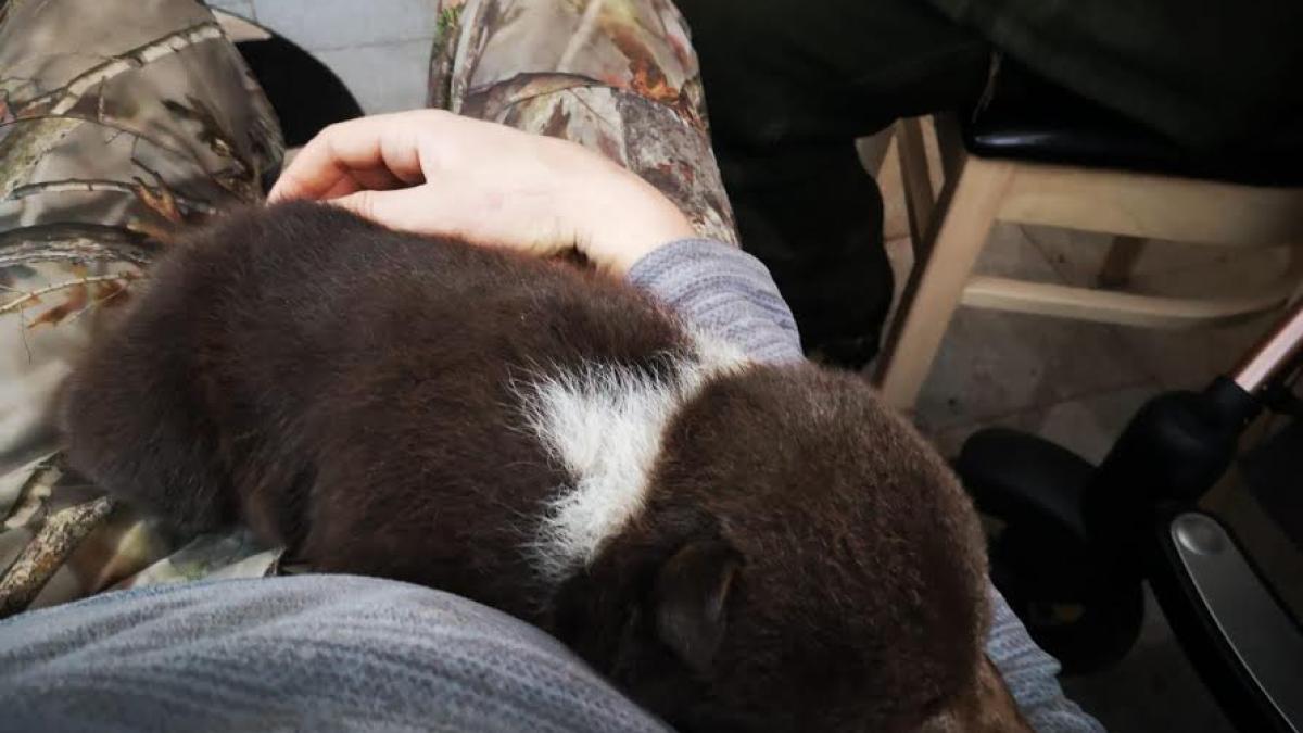 povestea_salvarii_ursuletului1_75382800