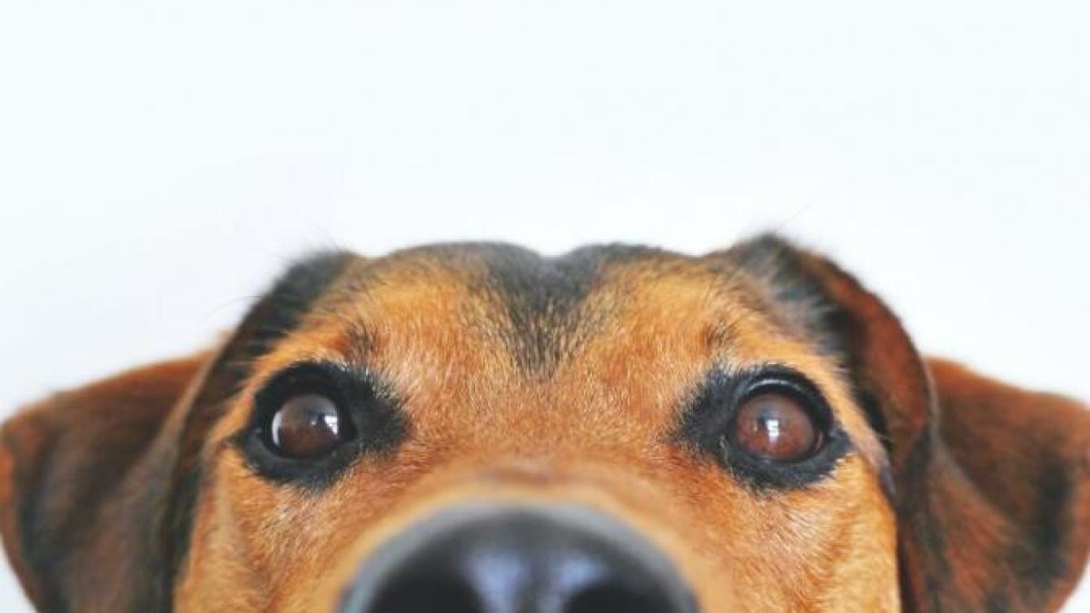 caini_coronavirus_sibiu_foto_pexels_58462000