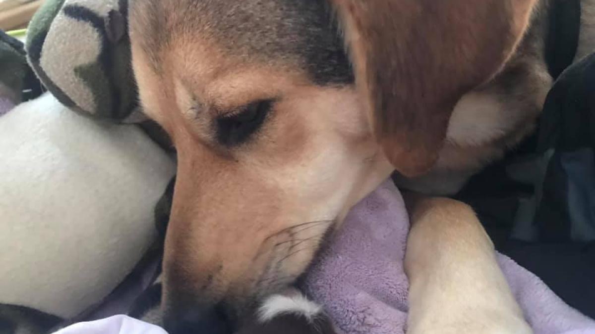 caprc-ccprc-86tprc-ccprc-a6el-cu-douaprc-ccprc-86-cozi-sprc-ccprc-a6i-sprc-ccprc-a6ase-picioare--cum-e-posibil_77169300