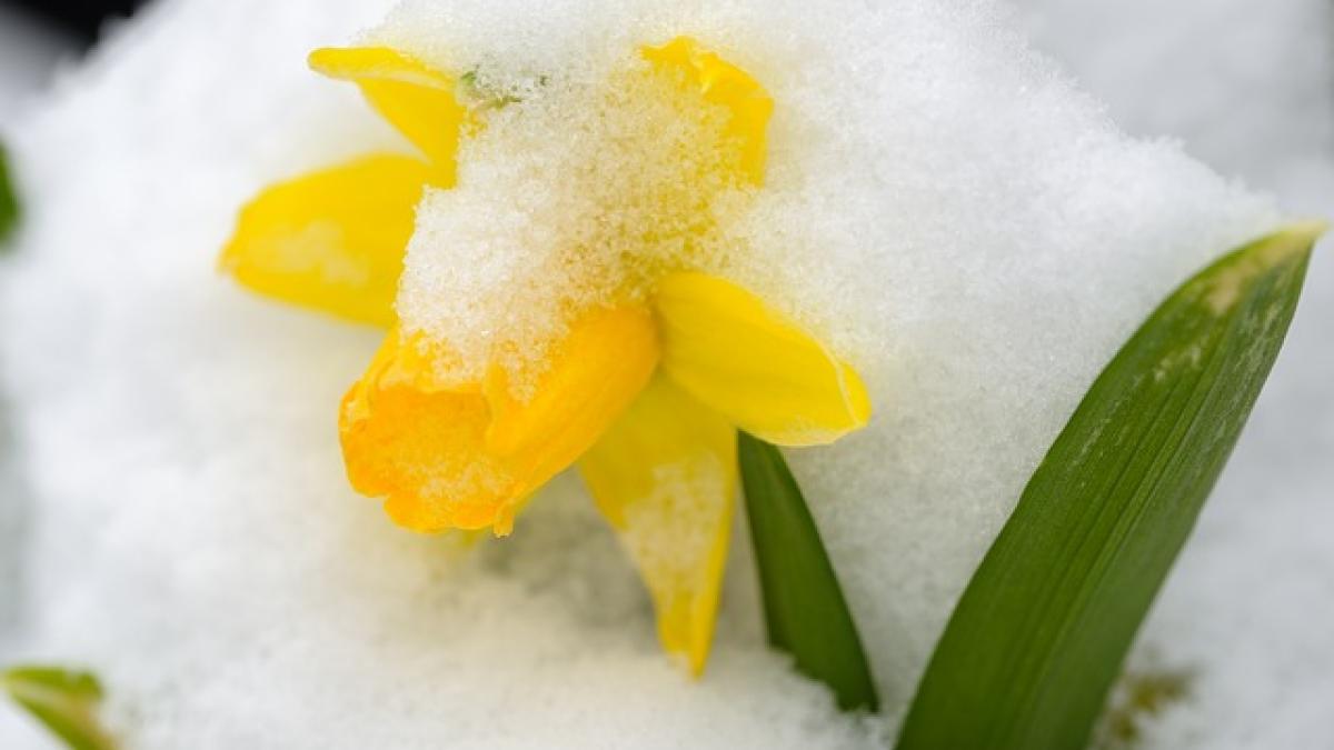 iarna-primavara-racire-vreme_98193200