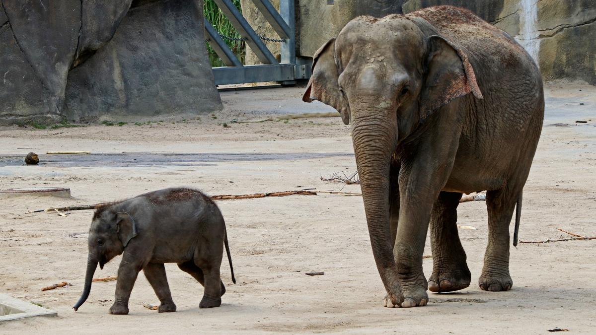 ingrijitor-de-la-o-gradina-zoologica--ucis-de-trompa-unui-elefant--forta-loviturii-a-fost-extraordinara_27348400