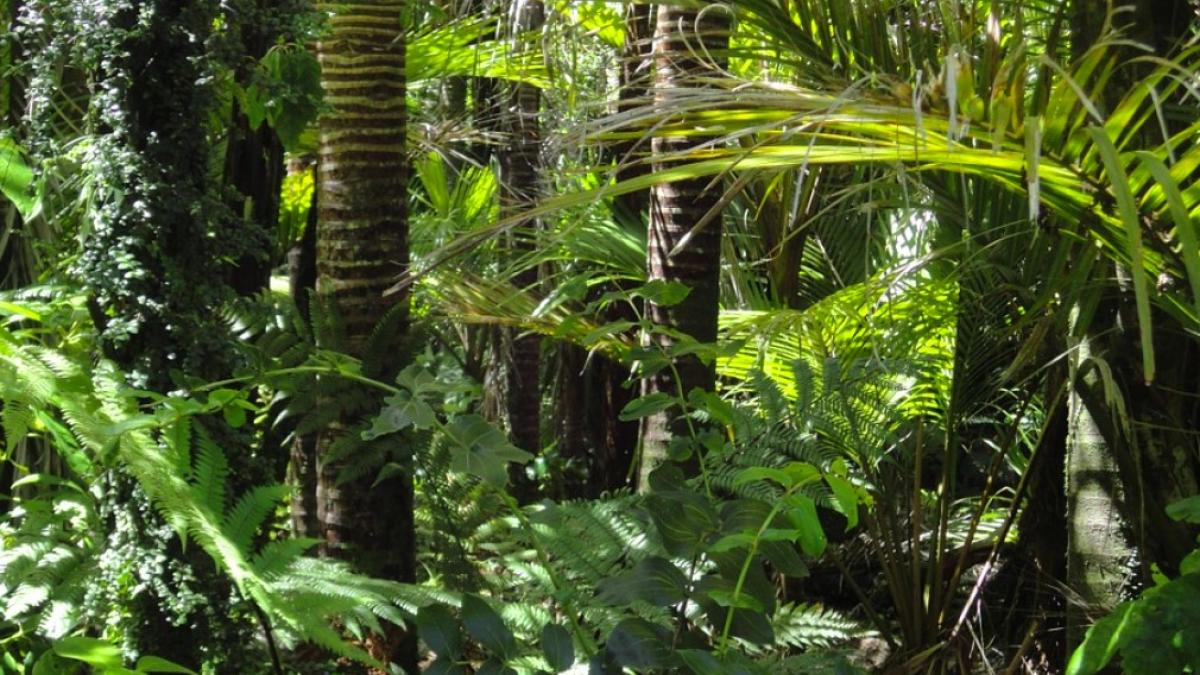 padure_amazoniana_vanduta_facebook_65917200