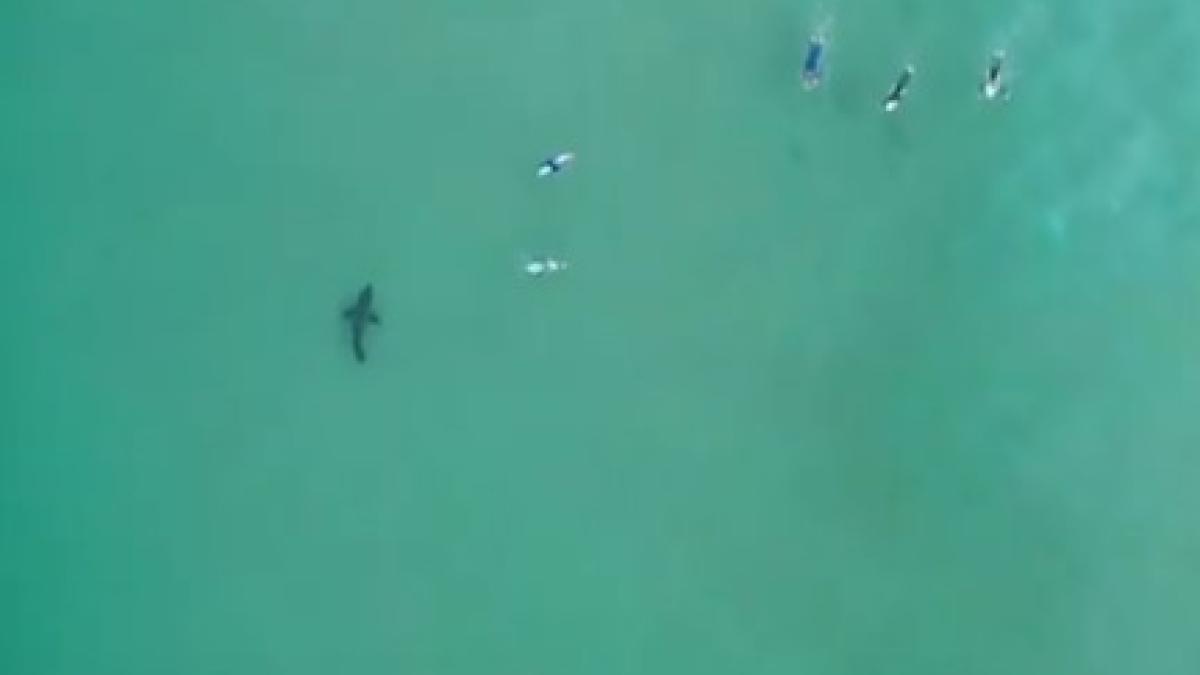 surferi_rechin_45738800