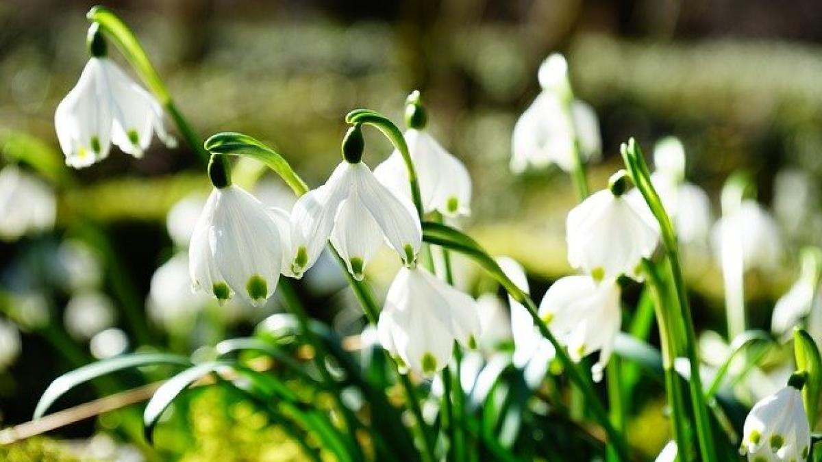 primavara-vreme-martie-anm-prognoza-meteo_99294100