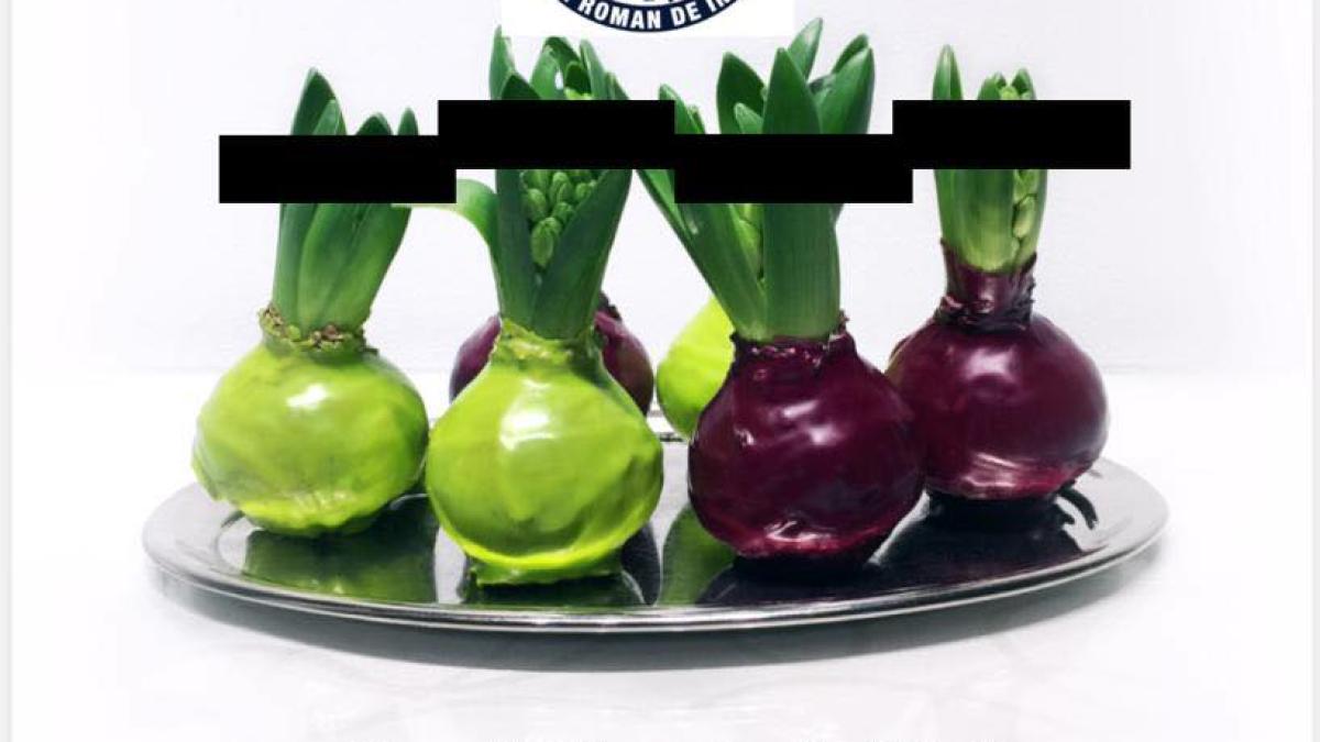 sri--mesaj-de-maprc-ccprc-86rtprc-ccprc-a6isprc-ccprc-a6or--cepe-iprc-ccprc-82n-loc-de-flori---nu-vaprc-ccprc-86-laprc-ccprc-86satprc-ccprc-a6i-paprc-ccprc-86caprc-ccprc-86litprc-ccprc-a6i_07973900