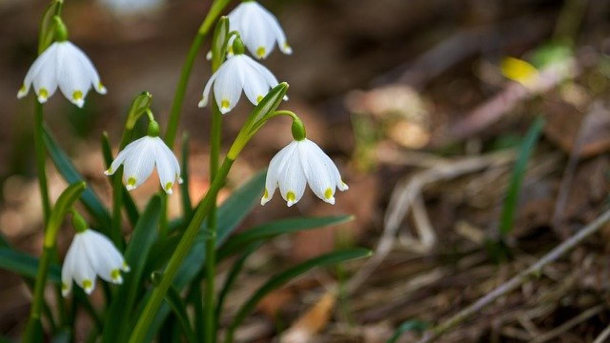 flower-3224622_640_59408800