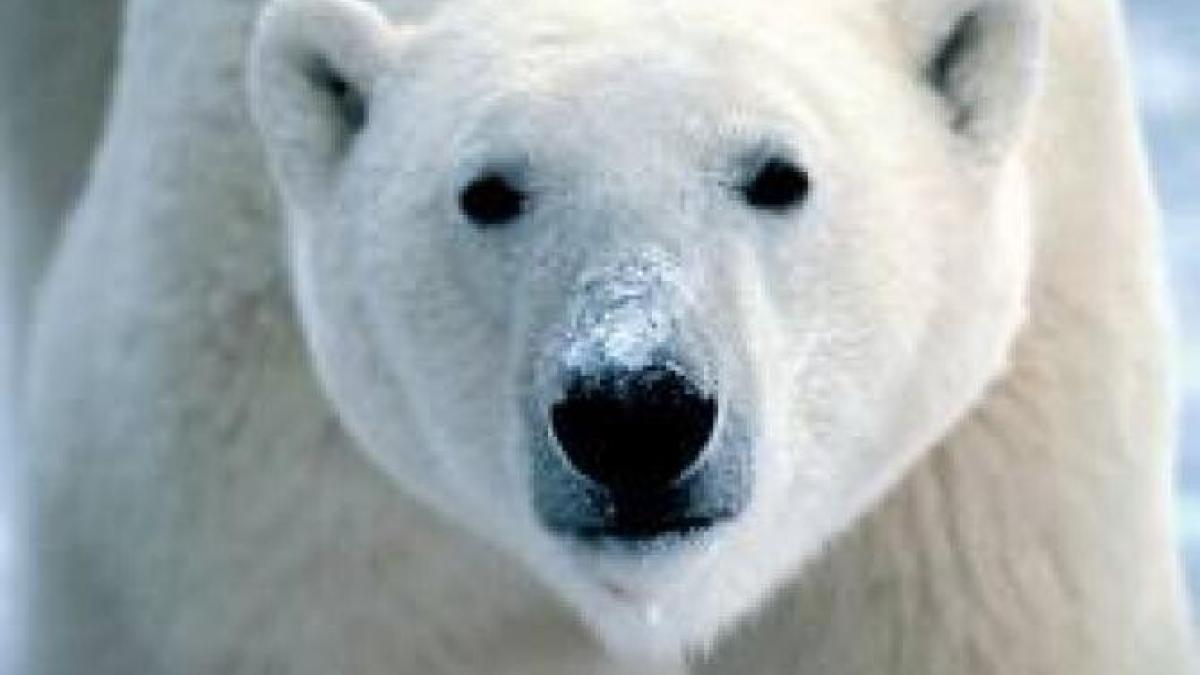 un-barbat-a-supravietuit-atacului-unui-urs-polar_00077400