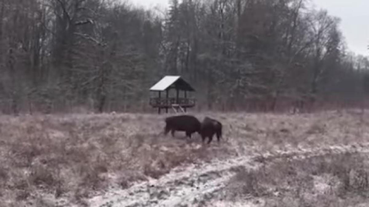 lupta-zimbri_21137900