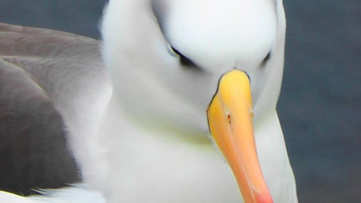 albatros_ilustrativ_pxb_97549400