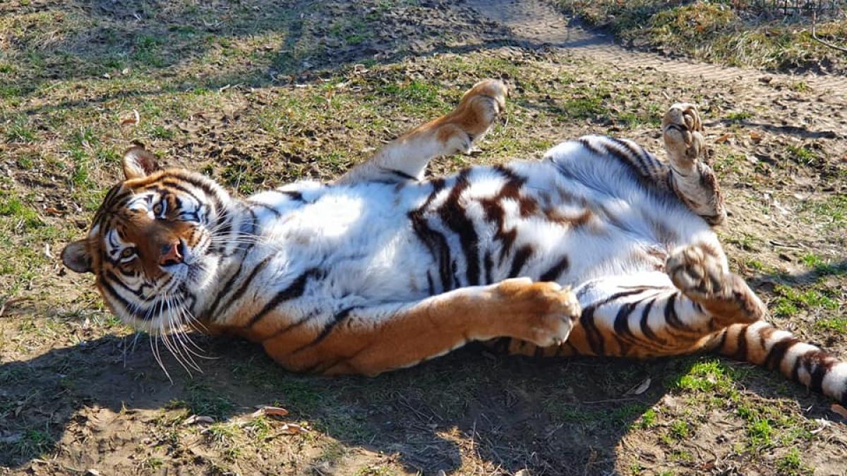 tigru---zoo-ploiesti_12175600