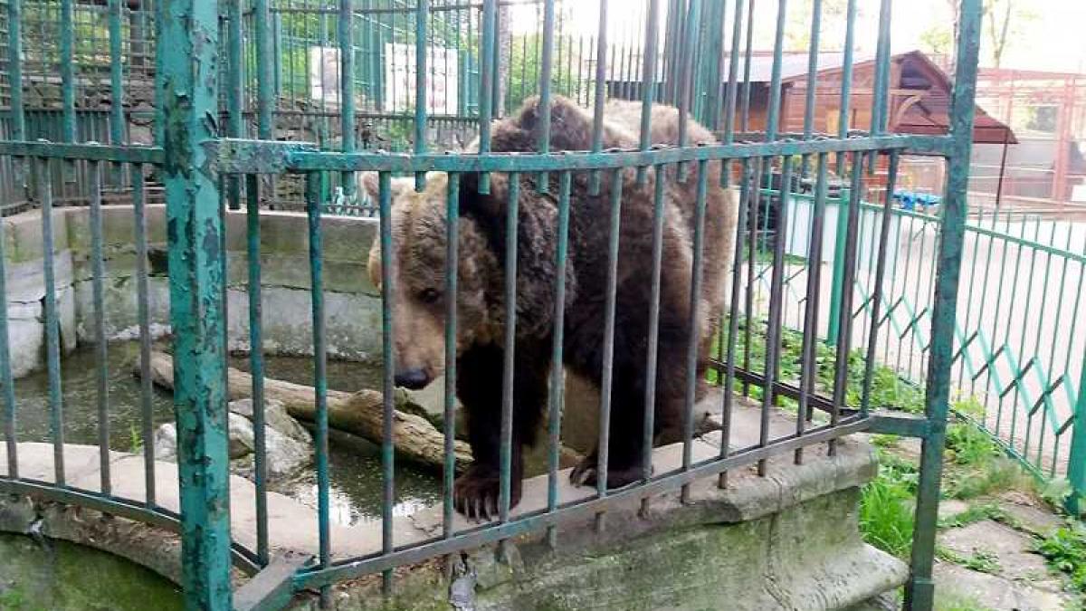 anca_urs_zoo_84408800