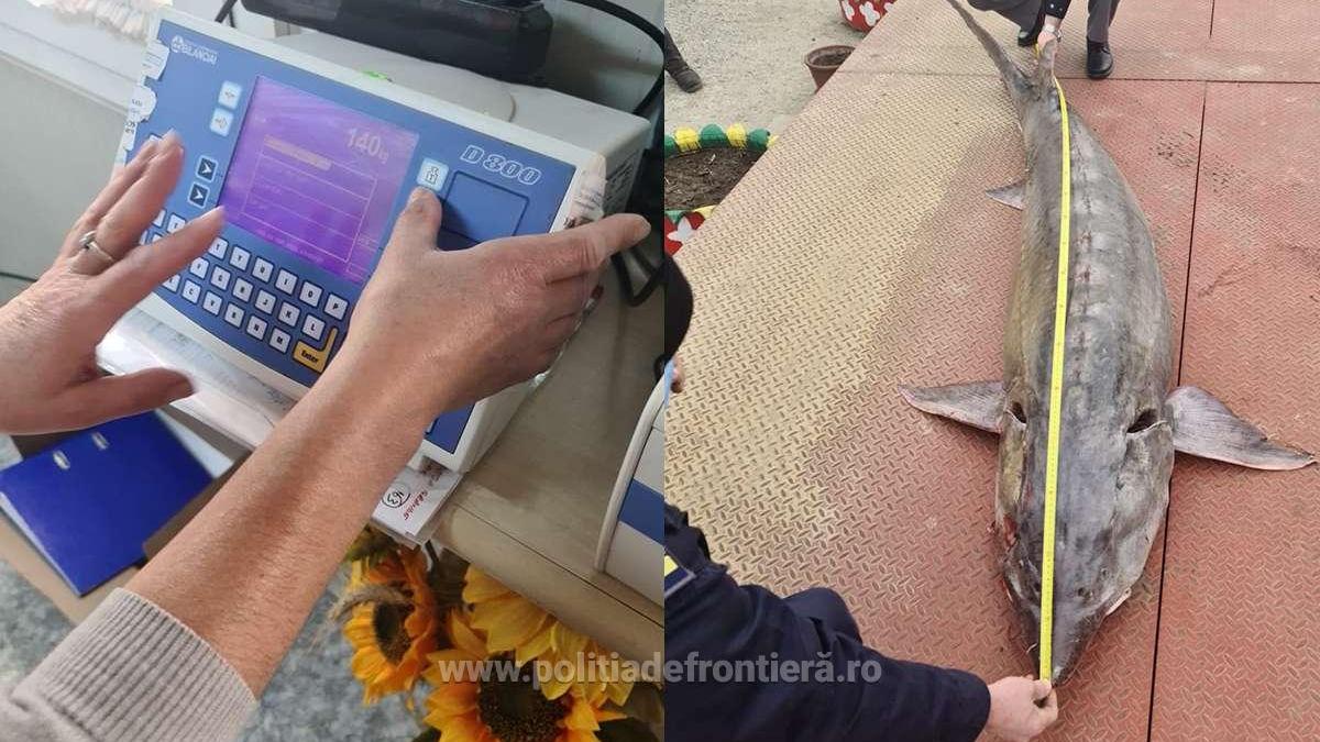 sturion-imens-eliberat_51045000