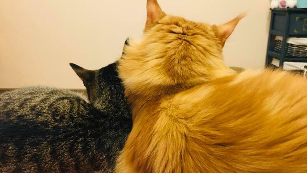 pisica-anca-murgoci_17080800