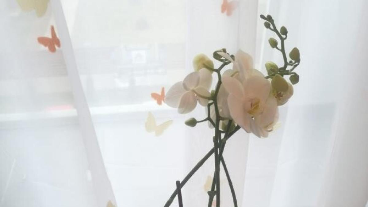 ziua-femeii-8-martie-2021-cadouri_77588100